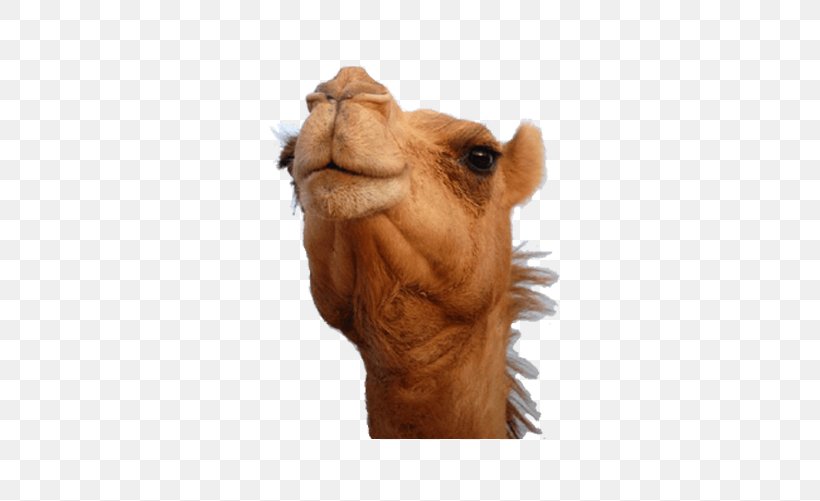 Bactrian Camel Dromedary Australian Feral Camel Camel Face Desert, PNG, 501x501px, Bactrian Camel, Animal, Arabian Camel, Australian Feral Camel, Camel Download Free