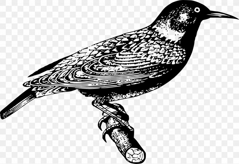 Common Starling Bird Clip Art, PNG, 2400x1643px, Common Starling, Animal, Beak, Bird, Black And White Download Free