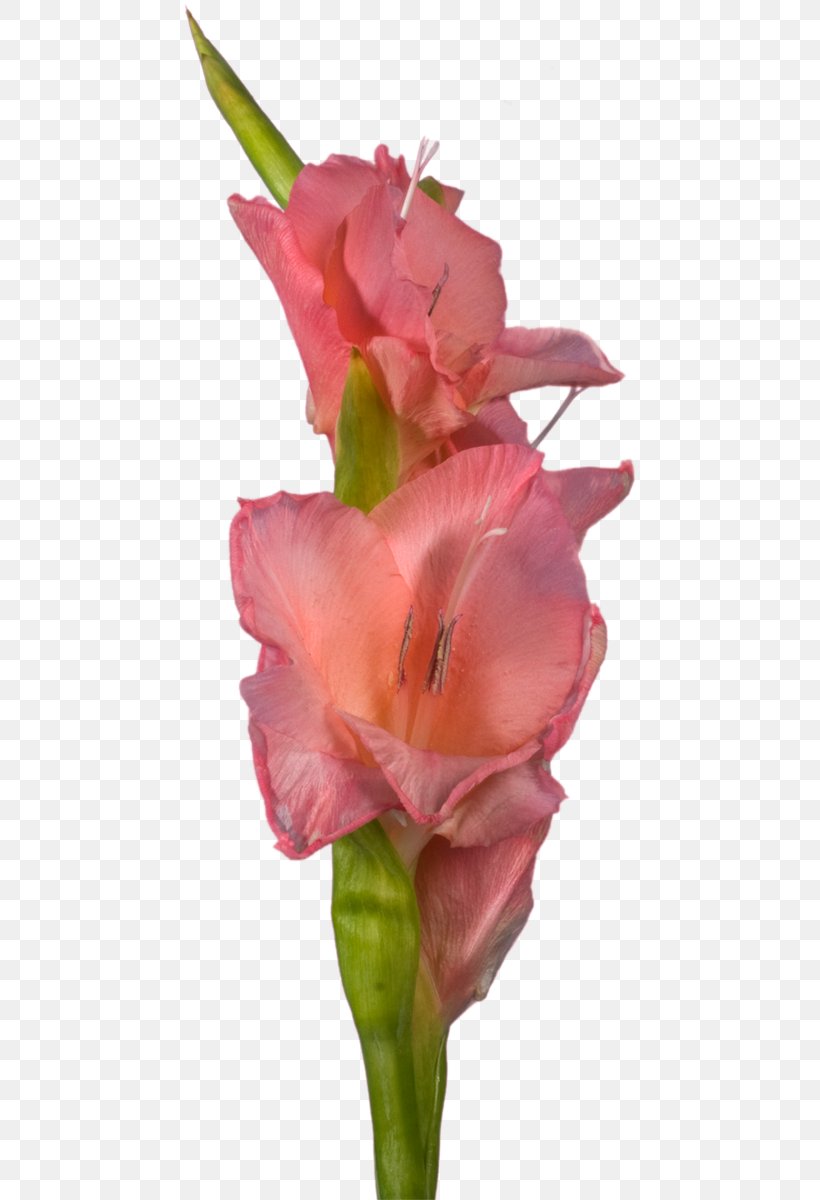 Gladiolus Cut Flowers Indian Shot Canna Rose Family, PNG, 461x1200px, Gladiolus, Bud, Canna, Canna Lily, Closeup Download Free