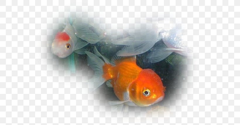 Goldfish Siamese Fighting Fish Ornamental Fish Freshwater Fish, PNG, 600x426px, Goldfish, Akwarystyka Morska, Aquarium, Barb, Bony Fish Download Free