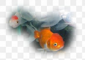 Fish - Goldfish Siamese Fighting Fish Ornamental Fish Freshwater Fish PNG