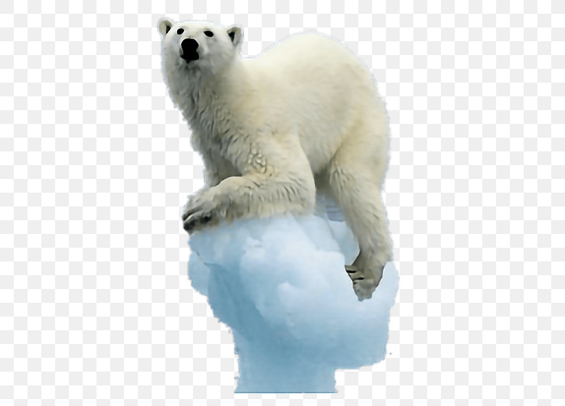 Polar Bear Bear Polar Bear Animal Figure Polar Ice Cap, PNG, 446x590px, Polar Bear, Adaptation, Animal Figure, Arctic, Bear Download Free