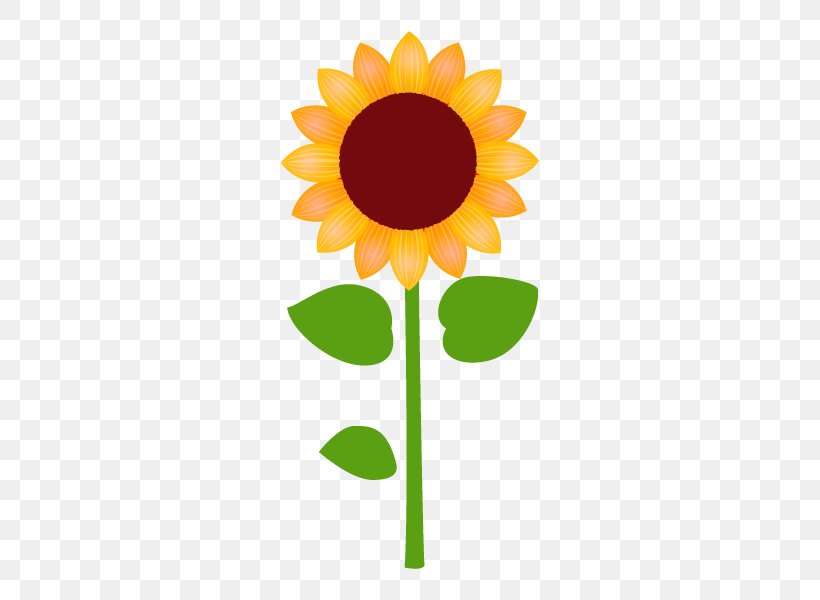 Common Sunflower Illustration Vector Graphics Royalty-free Drawing, PNG, 600x600px, Common Sunflower, Asterales, Cartoon, Cut Flowers, Daisy Family Download Free