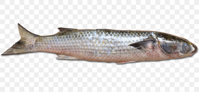 Sardine Fish Products Pagrus Major Flathead Grey Mullet, PNG, 940x437px, Sardine, Animal Source Foods, Bonito, Bony Fish, Carp Download Free