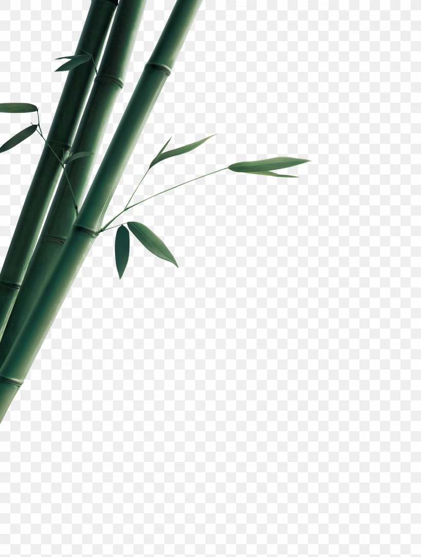 Bamboo Bamboe Gratis Euclidean Vector, PNG, 2531x3351px, Bamboo, Bamboe, Free Software, Grass, Grasses Download Free