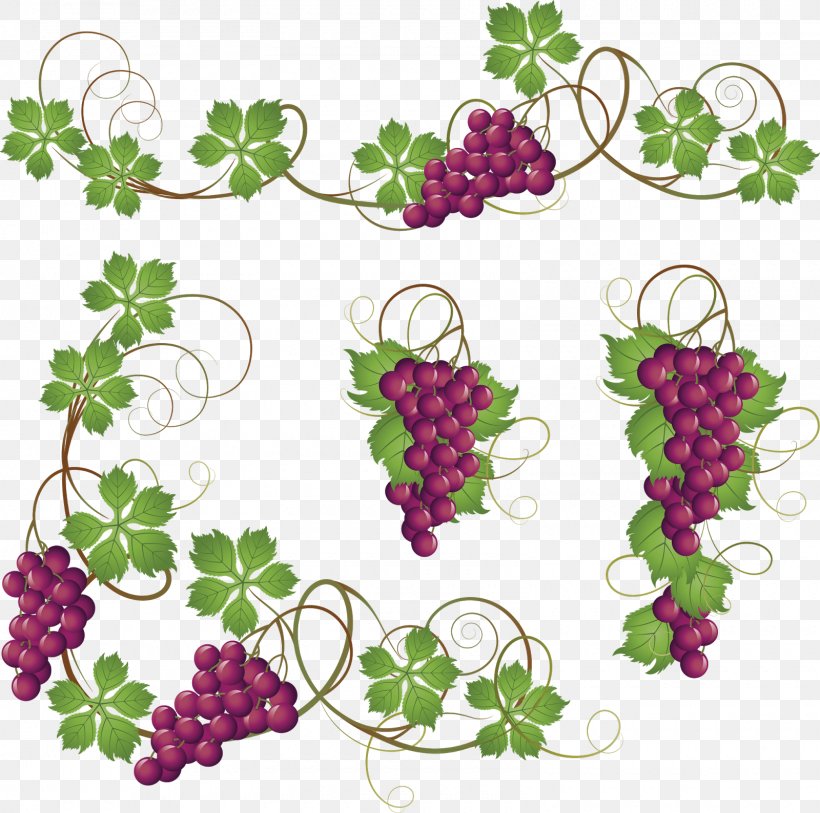 Common Grape Vine Clip Art, PNG, 1600x1588px, Common Grape Vine, Floral Design, Flower, Flowering Plant, Food Download Free