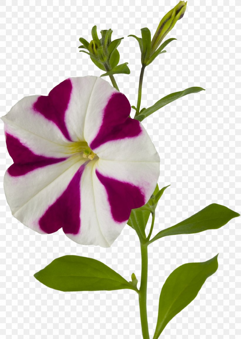 Flower Ipomoea Nil Download, PNG, 3312x4664px, Flower, Annual Plant, Flora, Flowering Plant, Four O Clock Family Download Free