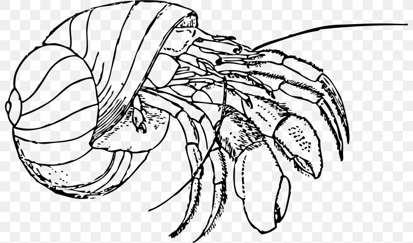 Hermit Crab Coloring Book Clip Art, PNG, 800x482px, Watercolor, Cartoon, Flower, Frame, Heart Download Free