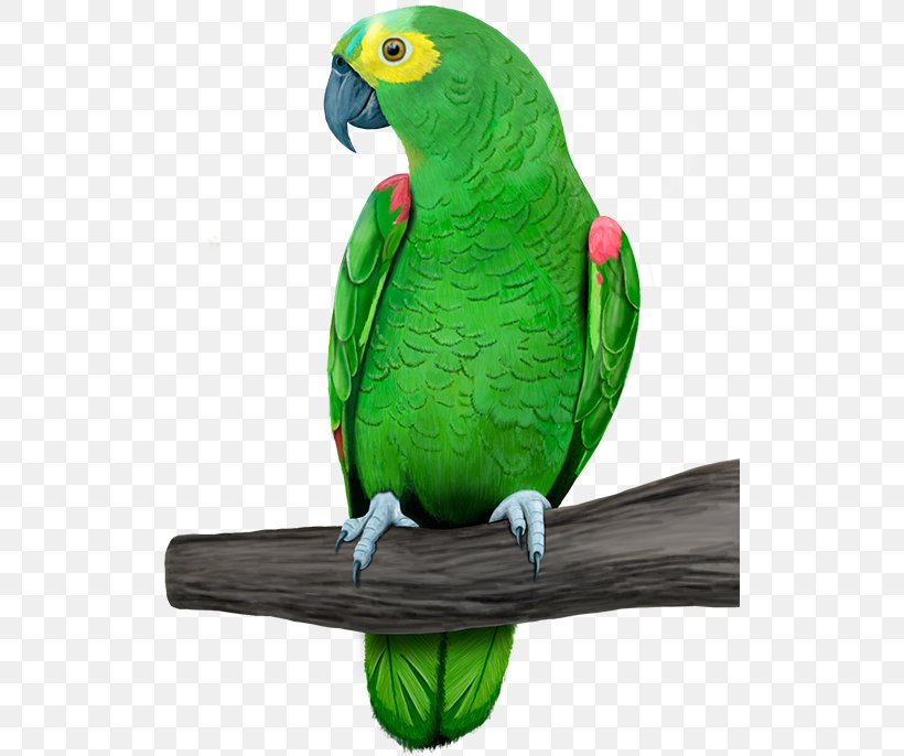 Amazon Parrot Bird Sellecta Rovani Macaw, PNG, 522x686px, Parrot, Amazon Parrot, Animal, Beak, Bird Download Free