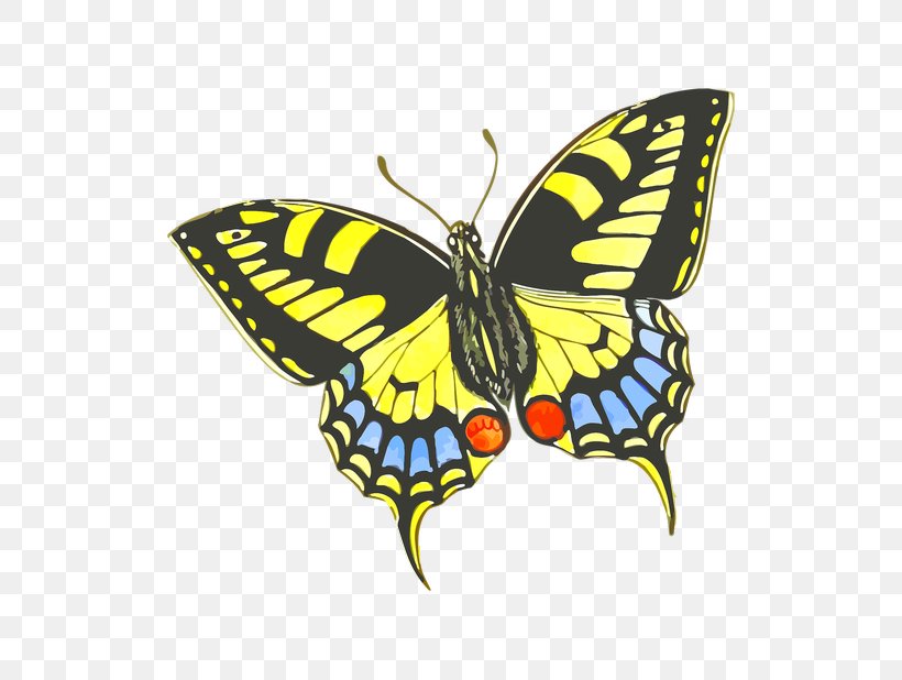 Butterfly Insect Drawing How To Raise Monarch Butterflies: A Step-by-step Guide For Kids Clip Art, PNG, 618x618px, Butterfly, Arthropod, Brush Footed Butterfly, Butterflies And Moths, Butterfly Gardening Download Free