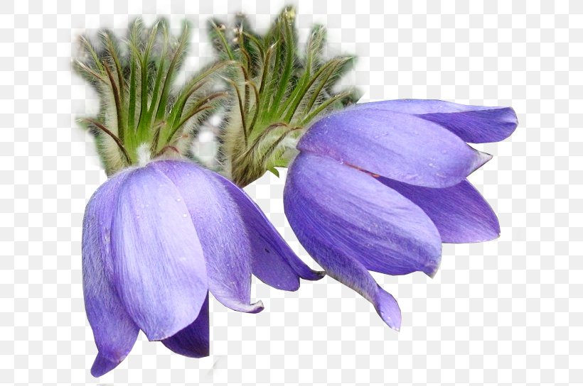 Eastern Pasqueflower Crocus Snowdrop, PNG, 648x544px, Flower, Anemone, Autumn Crocus, Bellflower, Bellflower Family Download Free