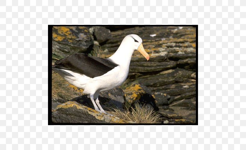 Gulls Bird Gannets Wader Albatross, PNG, 500x500px, Gulls, Albatross, Beak, Bird, Charadriiformes Download Free