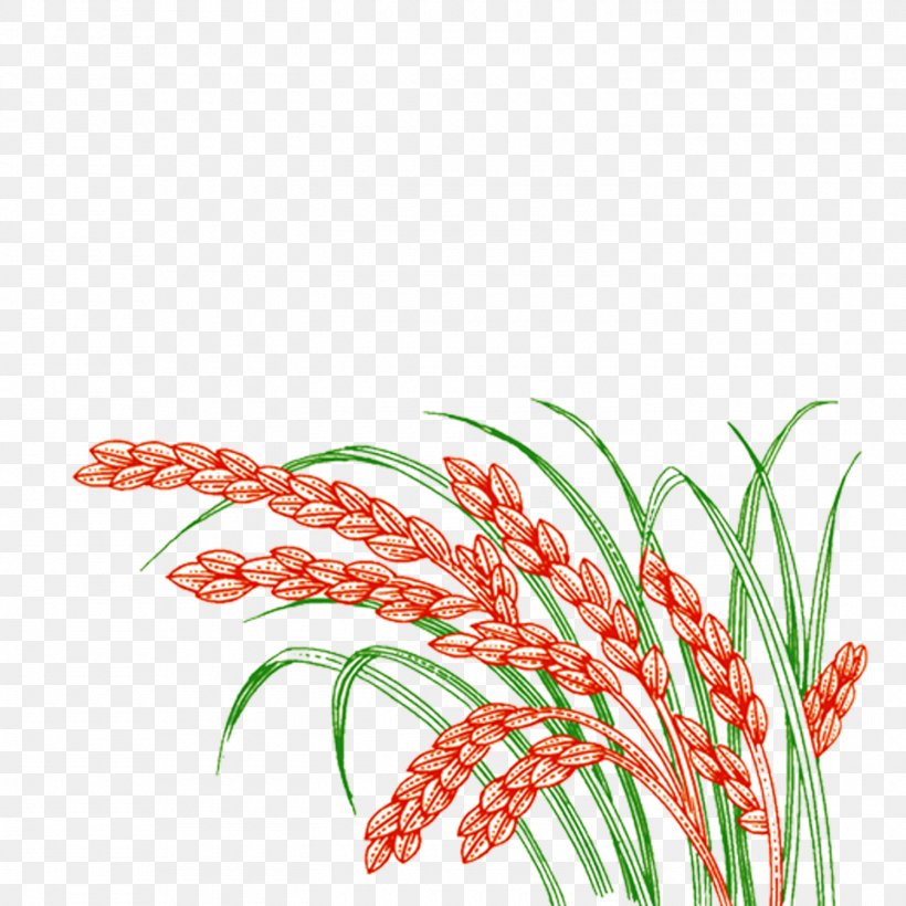 Paddy Field Oryza Sativa Rice, PNG, 1500x1500px, Paddy Field, Cereal, Crop, Flora, Floral Design Download Free