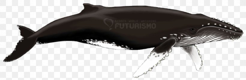 Porpoise Cetacea Wildlife Terrestrial Animal Dolphin, PNG, 940x307px, Porpoise, Animal, Animal Figure, Black, Black M Download Free