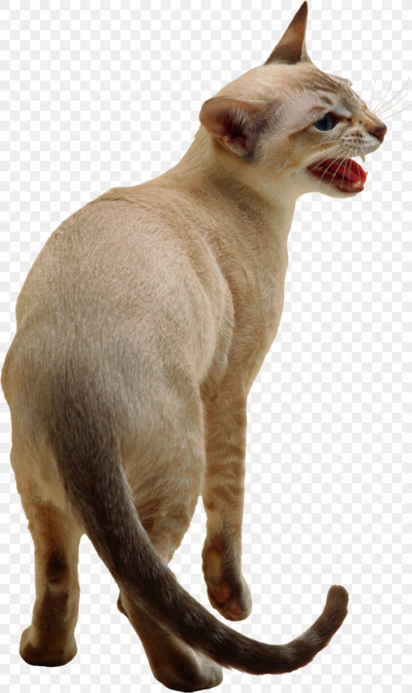 Siamese Cat Snowshoe Cat Burmese Cat Kitten Dog, PNG, 900x1512px, Siamese Cat, Animal, Asian, Breed, Burmese Download Free