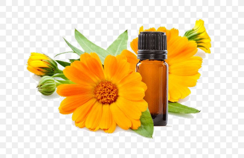 Calendula Officinalis Flower Skin Care Marigold Calendula Ointment, PNG, 700x533px, Watercolor, Cartoon, Flower, Frame, Heart Download Free