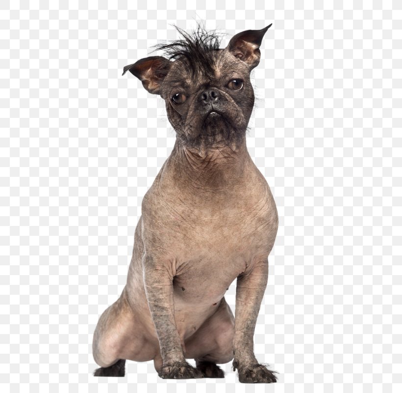French Bulldog Chinese Crested Dog World's Ugliest Dog Contest Yorkshire Terrier, PNG, 602x800px, Bulldog, Boston Terrier, Carnivoran, Cat, Chihuahua Download Free