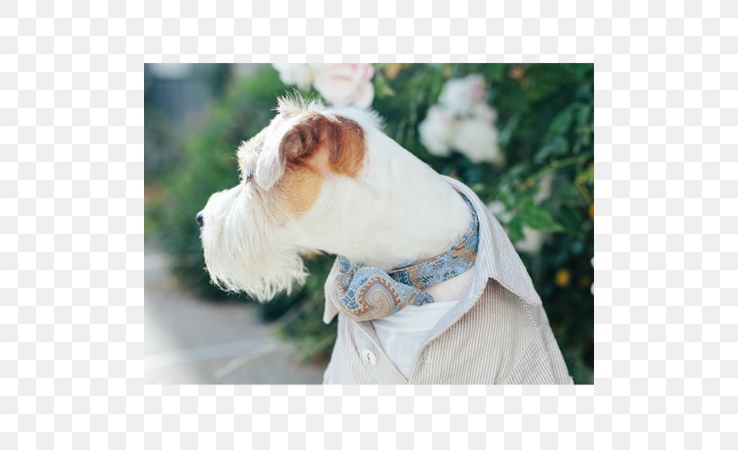 Dog Breed Shih Tzu Companion Dog Dog Clothes, PNG, 500x500px, Dog Breed, Breed, Clothing, Companion Dog, Dog Download Free