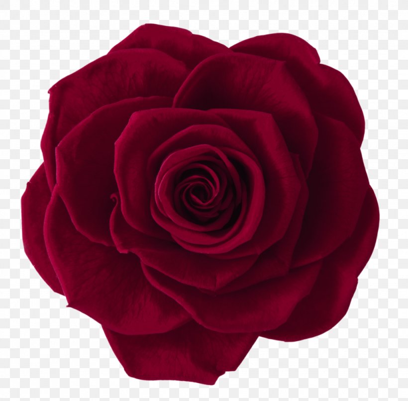 Garden Roses Cabbage Rose Burgundy Wine Red, PNG, 1024x1007px, Garden Roses, Burgundy, Burgundy Wine, Cabbage Rose, Color Download Free