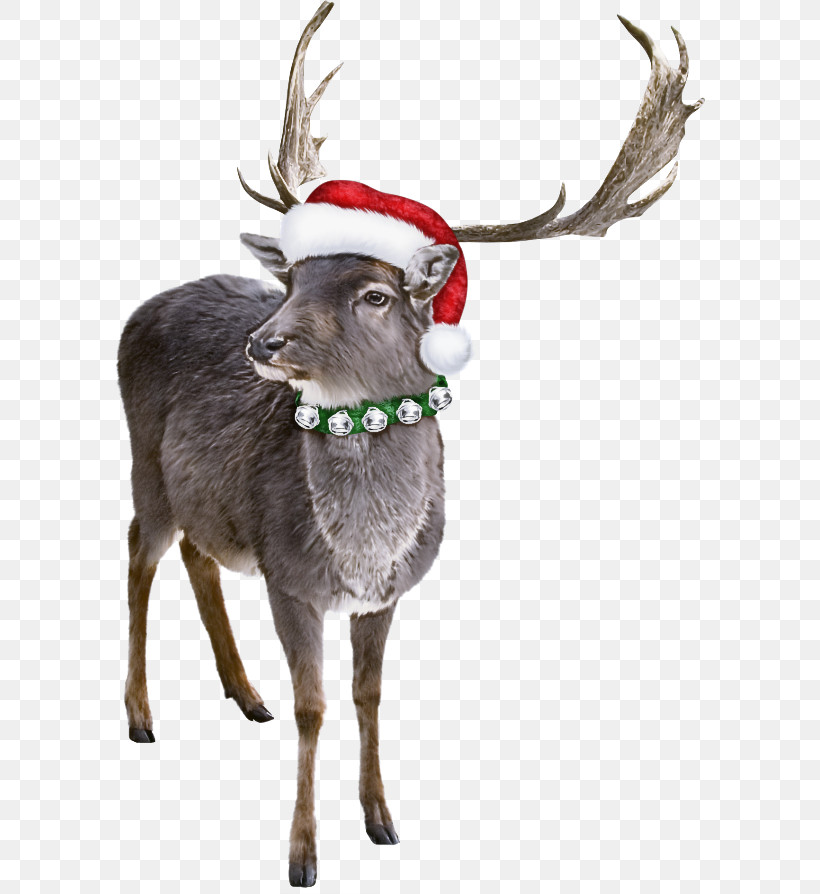 Reindeer, PNG, 591x894px, Reindeer, Antler, Deer, Elk, Horn Download Free