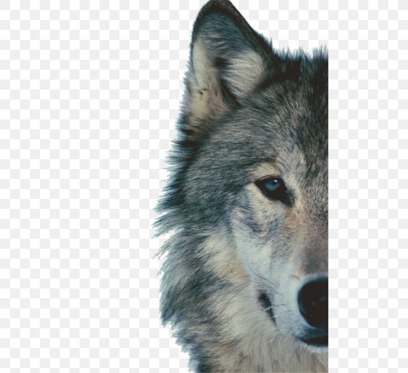 Siberian Husky Arctic Wolf Black Wolf Animal Clip Art, PNG, 500x750px, Siberian Husky, Animal, Arctic Wolf, Black And White, Black Wolf Download Free
