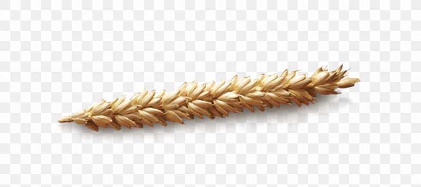 Wheat Cereal Grain Commodity, PNG, 1024x457px, Wheat, Cereal, Commodity, Fur, Grain Download Free