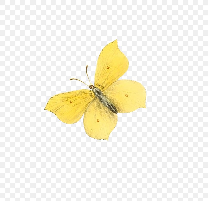 Butterfly Moth Clip Art, PNG, 576x792px, Butterfly, Animation, Arthropod, Brush Footed Butterfly, Butterflies And Moths Download Free
