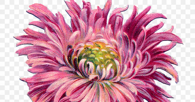 Chrysanthemum Dahlia Cut Flowers Floral Design, PNG, 1200x630px, Chrysanthemum, Acrylic Paint, Annual Plant, Art, Aster Download Free