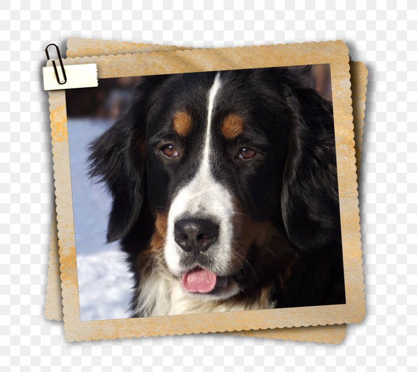 Dog Breed Bernese Mountain Dog Greater Swiss Mountain Dog, PNG, 895x800px, Dog Breed, Bernese Mountain Dog, Breed, Breed Group Dog, Carnivoran Download Free