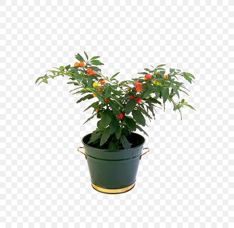 Houseplant Flowerpot, PNG, 600x800px, Houseplant, Bonsai, Evergreen, Flower, Flowering Plant Download Free