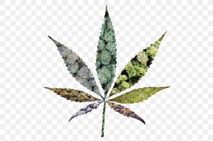 Medical Cannabis Cannabidiol Legalization Marijuana, PNG, 500x544px, Cannabis, Cannabidiol, Drug, Hemp, Hemp Family Download Free