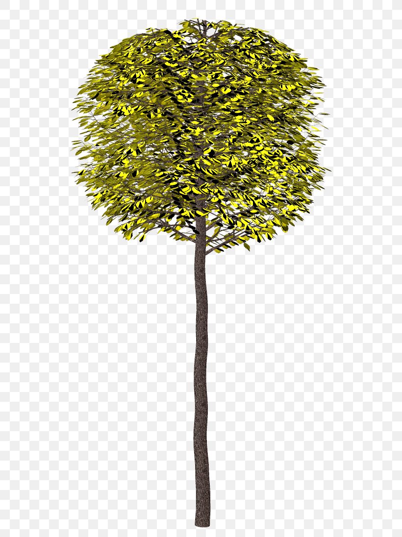 Tree 2404 (عدد) Shrub Clip Art, PNG, 589x1096px, Tree, Asian Palmyra Palm, Borassus, Borassus Flabellifer, Branch Download Free