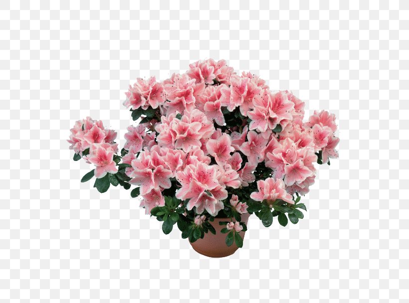 Encore Azalea Rhododendron Simsii Stock Photography Plants, PNG, 608x608px, Azalea, Chrysanths, Cut Flowers, Flower, Flowering Plant Download Free
