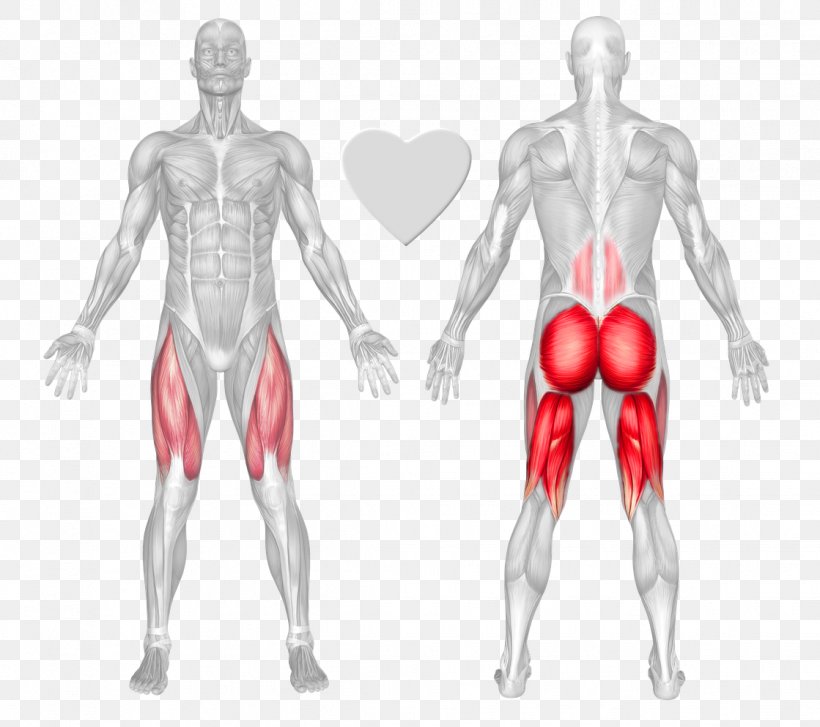Gluteus Maximus Gluteal Muscles Hip Exercise, PNG, 1119x993px, Watercolor, Cartoon, Flower, Frame, Heart Download Free