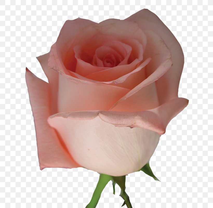 Light Centifolia Roses Pink Flower Garden Roses, PNG, 750x800px, Light, Blue Rose, Centifolia Roses, Cut Flowers, Floribunda Download Free