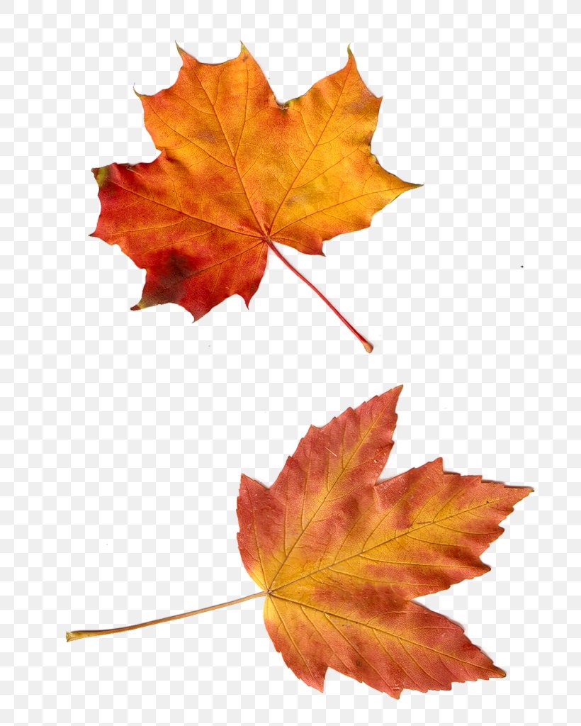 Autumn Leaf Clip Art, PNG, 725x1024px, Autumn, Autumn Leaves, Blog, Gimp, Leaf Download Free