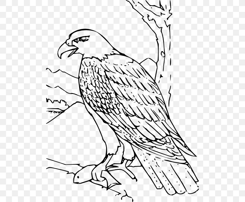 Bald Eagle Bird Coloring Book Golden Eagle, PNG, 512x679px, Bald Eagle, Adult, African Fish Eagle, Art, Beak Download Free