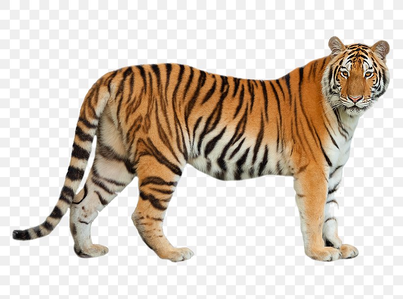 Felidae Siberian Tiger Bengal Tiger Bengal Cat Amur Leopard, PNG, 777x608px, Felidae, Amur Leopard, Animal, Animal Figure, Bengal Cat Download Free