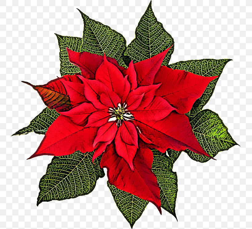 Flower Poinsettia Plant Red Leaf, PNG, 750x744px, Flower, Leaf, Petal, Plant, Poinsettia Download Free