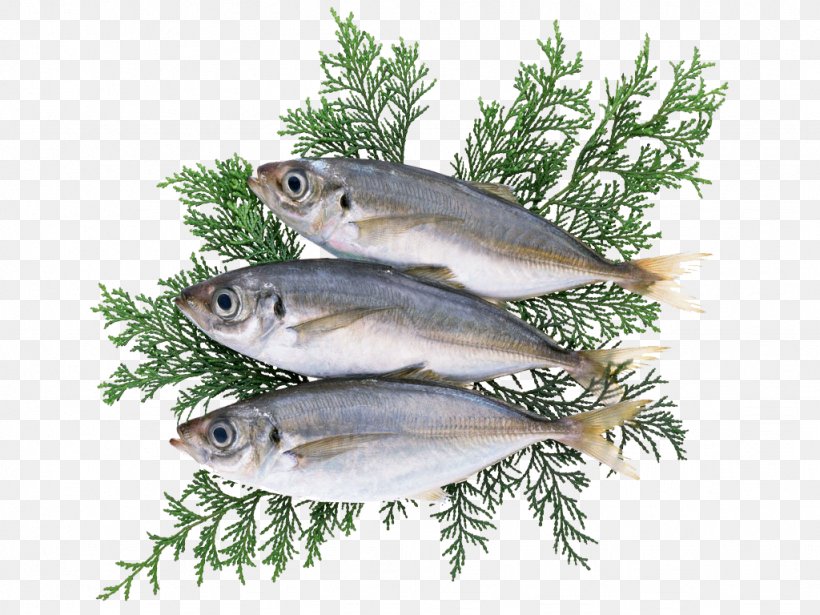 Gadidae Cod Sablefish Deep Sea, PNG, 1024x768px, Gadidae, Anchovy, Animal Source Foods, Cod, Deep Sea Download Free