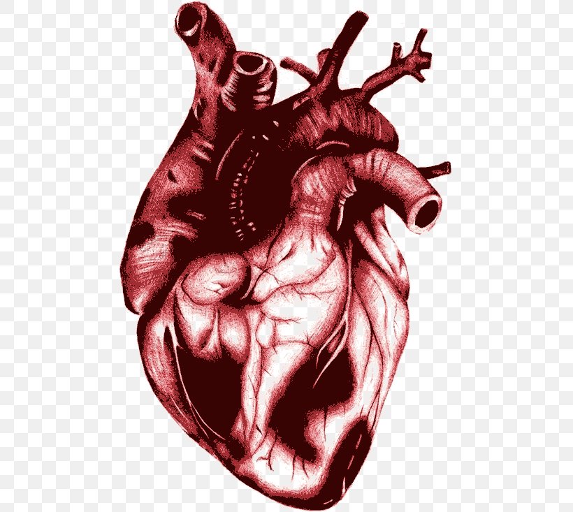 Heart Blood Euclidean Vector, PNG, 480x733px, Watercolor, Cartoon, Flower, Frame, Heart Download Free