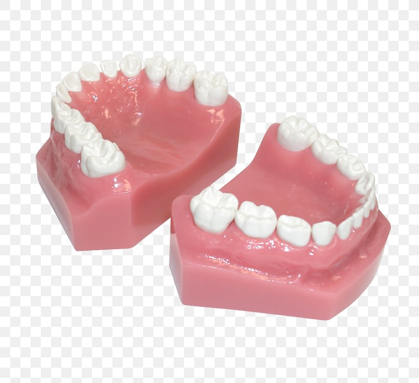 Human Tooth Pediatric Crowns Posterior Teeth, PNG, 750x750px, Tooth, Crown, Dental Restoration, Dentistry, Health Download Free