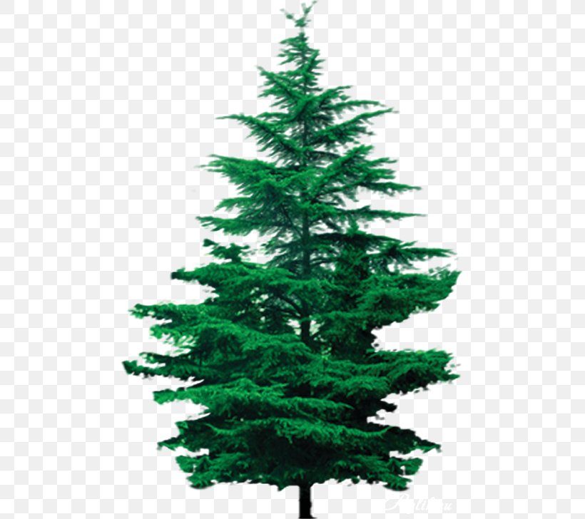 Spruce Tree House Pine Larch, PNG, 483x728px, Spruce, Biome, Branch, Christmas Decoration, Christmas Ornament Download Free