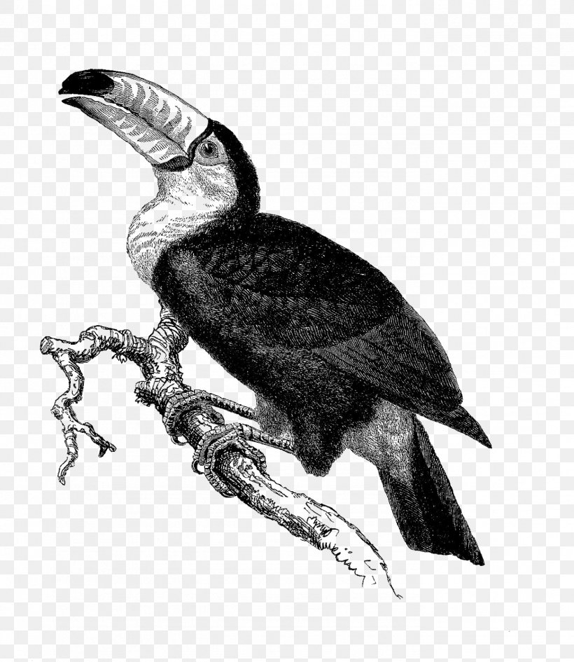 Bird Photography Toucan, PNG, 1388x1600px, Bird, Bald Eagle, Beak, Bird Of Prey, Black And White Download Free