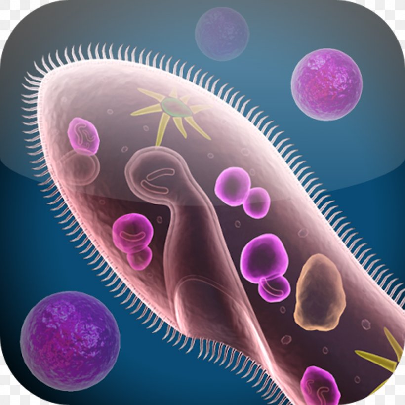 Cell Biology Cell Biology Science Organism, PNG, 1024x1024px, Cell, App Store, Biology, Cell Biology, Cell Cycle Download Free