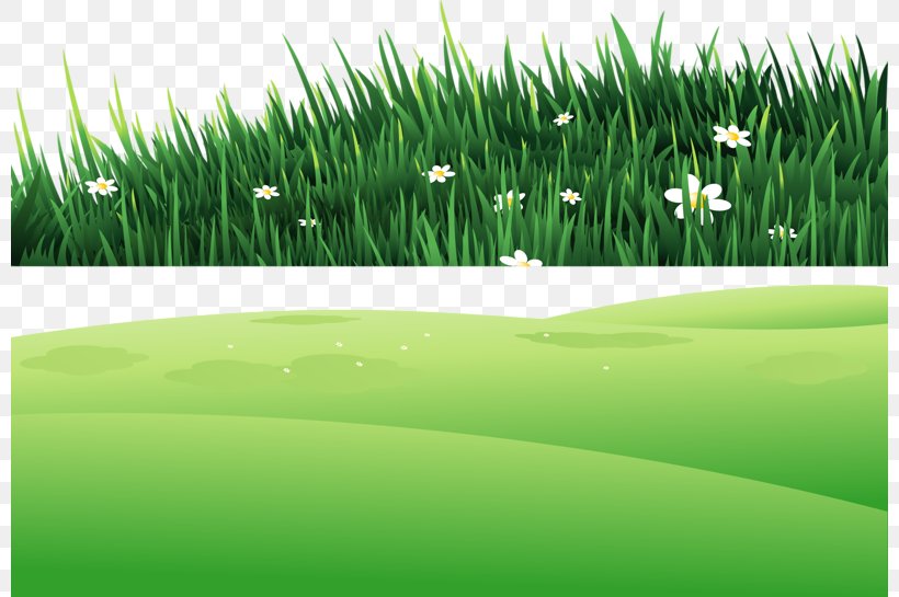 Clip Art, PNG, 800x545px, Lawn, Animation, Artificial Turf, Common Daisy, Field Download Free