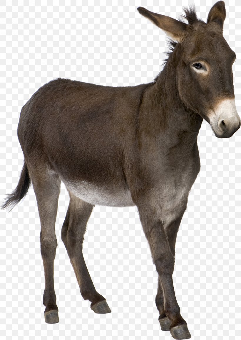 Donkey Stock Photography Clip Art, PNG, 853x1200px, Donkey, Fauna, Horse, Horse Like Mammal, Livestock Download Free