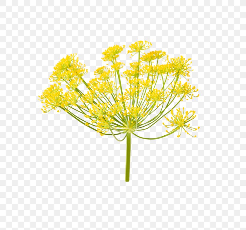 Fennel Stock Photography Ferula Communis Apiaceae Royalty-free, PNG, 768x768px, Fennel, Anise, Apiaceae, Chives, Chrysanths Download Free