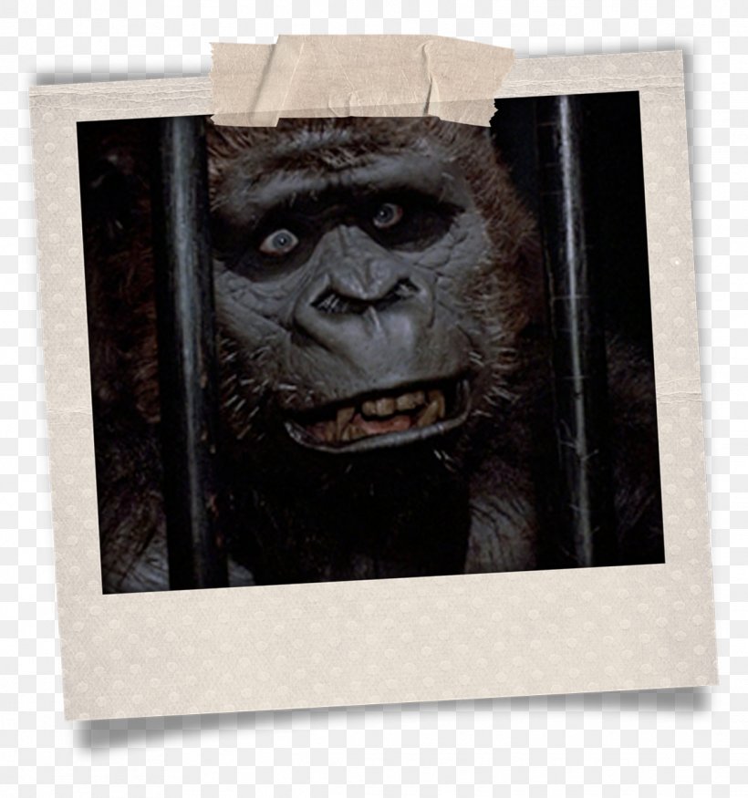 Gorilla Suit Common Chimpanzee Ape, PNG, 1139x1216px, Gorilla, Ape, Chimpanzee, Common Chimpanzee, Death Download Free
