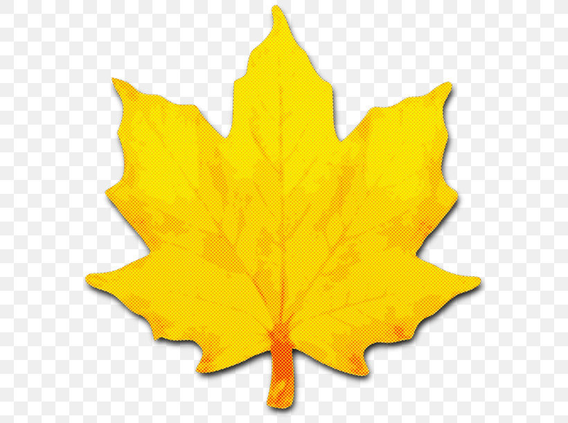 Maple Leaf, PNG, 600x611px, Leaf, Black Maple, Deciduous, Maple, Maple Leaf Download Free